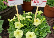 Hem showing the Mambo Light Yellow, the new color and very compact.